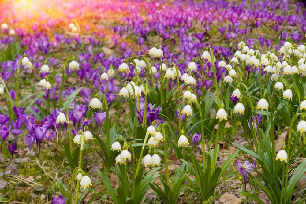 nachbarschaft-pflanzen-schneegloeckchen