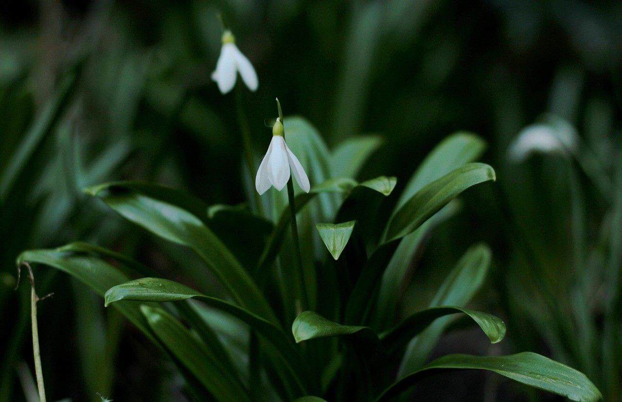 schneegloeckchen-bluete-laub