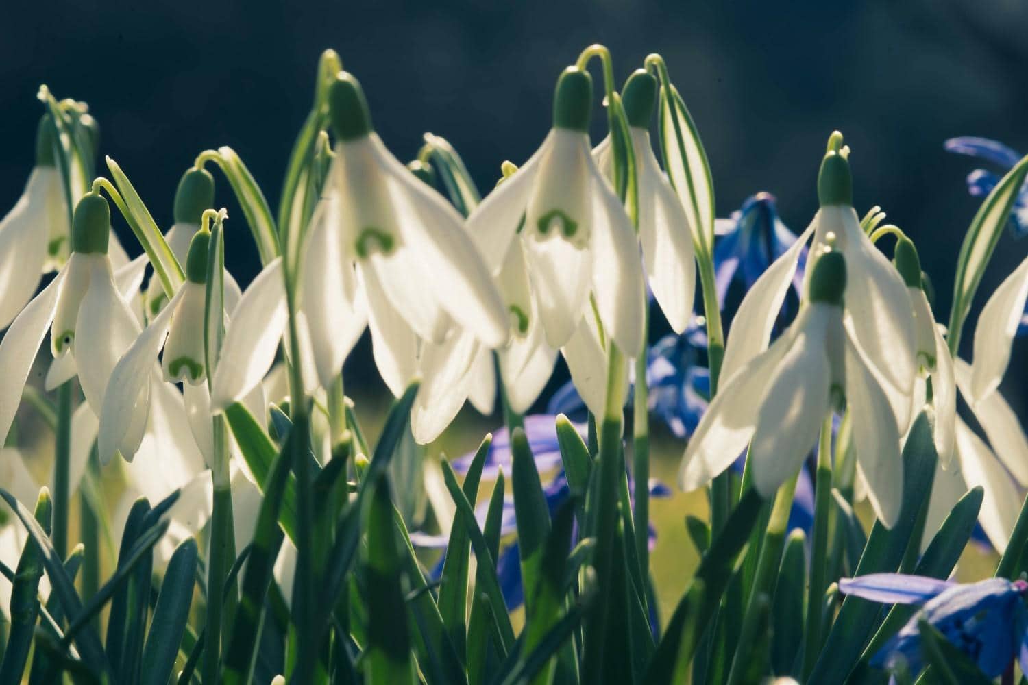 schneegloeckchen-teilung-samen-brutzwiebeln
