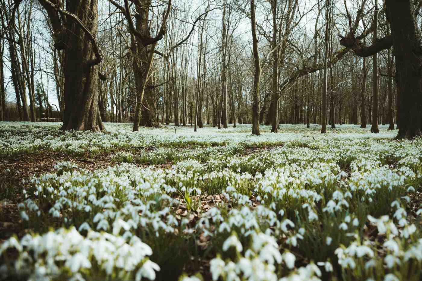 verwilderte-schneegloeckchen-teppiche-anleitung-gaerten
